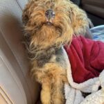 Cagnolina di 1,8 chili trovata in un parcheggio, ora è al sicuro