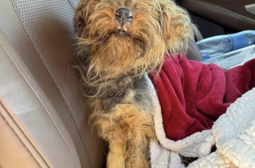 Cagnolina di 1,8 chili trovata in un parcheggio, ora è al sicuro La piccola, probabilmente una Yorkie o un incrocio, era molto debilitata. Dopo il ritrovamento è stata visitata dal veterinario e accolta in casa. Una normale giornata di lavoro si è trasformata in un intervento di soccorso quando una piccola cagnolina è stata trovata mentre vagava in un parcheggio, visibilmente debilitata e con difficoltà a reggersi sulle zampe. L'animale pesava appena 1,8 chilogrammi. Dopo il recupero è stato portato dal veterinario, che ha stimato un'età di circa 18 mesi. Secondo una prima valutazione, potrebbe trattarsi di una Yorkie o di un incrocio con caratteristiche simili. La cagnolina trovata nel parcheggio Al momento del ritrovamento la piccola appariva fortemente sottopeso e provata. Nonostante le condizioni fisiche, ha comunque reagito alle attenzioni ricevute e ha iniziato gradualmente ad alimentarsi. Non è stato possibile stabilire con certezza cosa sia accaduto prima del ritrovamento né se la cagnolina sia stata effettivamente abbandonata. Dalle cure veterinarie a una nuova casa Dopo la visita, la persona che l'ha soccorsa ha deciso di accoglierla nella propria abitazione. La cagnolina sta ora recuperando attraverso pasti regolari, riposo e cure adeguate. Con il passare dei giorni ha iniziato anche a mostrare un comportamento più tranquillo e confidente. Per chi l'ha trovata si tratta della prima esperienza con un cane di dimensioni così ridotte, ma la decisione di tenerla è già stata presa. La piccola non si trova più nel parcheggio e continuerà il percorso di recupero nella nuova casa.