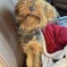 Cagnolina di 1,8 chili trovata in un parcheggio, ora è al sicuro La piccola, probabilmente una Yorkie o un incrocio, era molto debilitata. Dopo il ritrovamento è stata visitata dal veterinario e accolta in casa. Una normale giornata di lavoro si è trasformata in un intervento di soccorso quando una piccola cagnolina è stata trovata mentre vagava in un parcheggio, visibilmente debilitata e con difficoltà a reggersi sulle zampe. L'animale pesava appena 1,8 chilogrammi. Dopo il recupero è stato portato dal veterinario, che ha stimato un'età di circa 18 mesi. Secondo una prima valutazione, potrebbe trattarsi di una Yorkie o di un incrocio con caratteristiche simili. La cagnolina trovata nel parcheggio Al momento del ritrovamento la piccola appariva fortemente sottopeso e provata. Nonostante le condizioni fisiche, ha comunque reagito alle attenzioni ricevute e ha iniziato gradualmente ad alimentarsi. Non è stato possibile stabilire con certezza cosa sia accaduto prima del ritrovamento né se la cagnolina sia stata effettivamente abbandonata. Dalle cure veterinarie a una nuova casa Dopo la visita, la persona che l'ha soccorsa ha deciso di accoglierla nella propria abitazione. La cagnolina sta ora recuperando attraverso pasti regolari, riposo e cure adeguate. Con il passare dei giorni ha iniziato anche a mostrare un comportamento più tranquillo e confidente. Per chi l'ha trovata si tratta della prima esperienza con un cane di dimensioni così ridotte, ma la decisione di tenerla è già stata presa. La piccola non si trova più nel parcheggio e continuerà il percorso di recupero nella nuova casa.