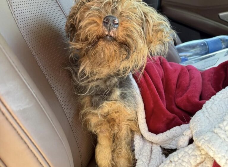 Cagnolina di 1,8 chili trovata in un parcheggio, ora è al sicuro La piccola, probabilmente una Yorkie o un incrocio, era molto debilitata. Dopo il ritrovamento è stata visitata dal veterinario e accolta in casa. Una normale giornata di lavoro si è trasformata in un intervento di soccorso quando una piccola cagnolina è stata trovata mentre vagava in un parcheggio, visibilmente debilitata e con difficoltà a reggersi sulle zampe. L'animale pesava appena 1,8 chilogrammi. Dopo il recupero è stato portato dal veterinario, che ha stimato un'età di circa 18 mesi. Secondo una prima valutazione, potrebbe trattarsi di una Yorkie o di un incrocio con caratteristiche simili. La cagnolina trovata nel parcheggio Al momento del ritrovamento la piccola appariva fortemente sottopeso e provata. Nonostante le condizioni fisiche, ha comunque reagito alle attenzioni ricevute e ha iniziato gradualmente ad alimentarsi. Non è stato possibile stabilire con certezza cosa sia accaduto prima del ritrovamento né se la cagnolina sia stata effettivamente abbandonata. Dalle cure veterinarie a una nuova casa Dopo la visita, la persona che l'ha soccorsa ha deciso di accoglierla nella propria abitazione. La cagnolina sta ora recuperando attraverso pasti regolari, riposo e cure adeguate. Con il passare dei giorni ha iniziato anche a mostrare un comportamento più tranquillo e confidente. Per chi l'ha trovata si tratta della prima esperienza con un cane di dimensioni così ridotte, ma la decisione di tenerla è già stata presa. La piccola non si trova più nel parcheggio e continuerà il percorso di recupero nella nuova casa.