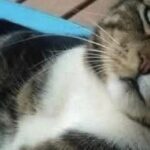 Si trasferisce dopo tre anni accanto a un gatto randagio: il dubbio su Jasper divide la famiglia