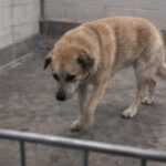 Il condominio consente un solo cane, la famiglia sceglie Teo e riporta Miro al canile ma Miro continua a cercare il fratello