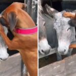 Diversi in tutto, inseparabili ogni giorno: l’amicizia tra due animali conquista per la sua semplicità