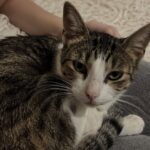 Chipie restituita tre volte al rifugio trova finalmente una casa senza paura