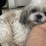 Loki veglia per due giorni il padrone morto, poi la vicina decide di adottarlo