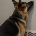 Adottano Sacha per accompagnarlo negli ultimi giorni, ma il cane salva la famiglia