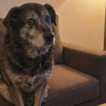 Mai una passeggiata in otto anni, Bruno impara a camminare senza catena