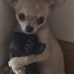 Un chihuahua impaurito trova conforto nel rifugio: adottato insieme al suo compagno