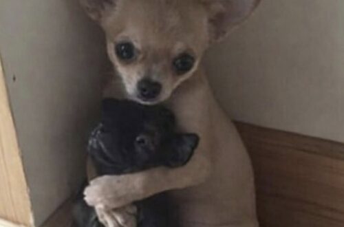 Un chihuahua impaurito trova conforto nel rifugio: adottato insieme al suo compagno I due cagnolini, diventati inseparabili durante la permanenza nel rifugio, hanno trovato casa grazie a un volontario. Era arrivato nella struttura impaurito, con il corpo scosso dai tremori e lo sguardo rivolto verso il pavimento. Il piccolo chihuahua aveva cercato riparo in un angolo del box, evitando qualsiasi contatto. Poco dopo, però, un altro cane di piccola taglia si è avvicinato e si è sdraiato accanto a lui. Da quel momento i due animali hanno iniziato a condividere ogni spazio, restando vicini durante il riposo e cercandosi ogni volta che venivano separati anche soltanto per pochi minuti. Il chihuahua e il compagno diventano inseparabili Gli operatori del rifugio hanno osservato il legame nato tra i due cani e hanno deciso di non interromperlo. Il chihuahua, inizialmente diffidente e spaventato, ha cominciato a mostrarsi più tranquillo proprio grazie alla presenza dell’altro animale. I due hanno continuato a dormire nello stesso angolo e ad affrontare insieme le giornate nella struttura. Una vicinanza diventata rapidamente un punto di riferimento, soprattutto per il cane arrivato in condizioni di maggiore fragilità. La decisione del rifugio sull’adozione Di fronte a un rapporto così stretto, la struttura ha scelto di cercare una famiglia disponibile ad accoglierli entrambi. L’adozione separata avrebbe infatti rischiato di provocare ulteriore stress ai due animali. La richiesta non era semplice: chi si fosse fatto avanti avrebbe dovuto assumersi la responsabilità di due cani e garantire loro lo stesso ambiente domestico. Un volontario li porta entrambi a casa La soluzione è arrivata dall’interno dello stesso rifugio. Un volontario, dopo aver seguito da vicino la loro storia, ha deciso di adottarli insieme. I due cagnolini hanno così lasciato la struttura nello stesso giorno e raggiunto la loro nuova casa senza essere separati. Per il chihuahua si è chiuso il periodo iniziato tra paura e isolamento; accanto a lui è rimasto il compagno che lo aveva aiutato ad ambientarsi fin dalle prime ore.