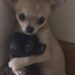 Un chihuahua impaurito trova conforto nel rifugio: adottato insieme al suo compagno I due cagnolini, diventati inseparabili durante la permanenza nel rifugio, hanno trovato casa grazie a un volontario. Era arrivato nella struttura impaurito, con il corpo scosso dai tremori e lo sguardo rivolto verso il pavimento. Il piccolo chihuahua aveva cercato riparo in un angolo del box, evitando qualsiasi contatto. Poco dopo, però, un altro cane di piccola taglia si è avvicinato e si è sdraiato accanto a lui. Da quel momento i due animali hanno iniziato a condividere ogni spazio, restando vicini durante il riposo e cercandosi ogni volta che venivano separati anche soltanto per pochi minuti. Il chihuahua e il compagno diventano inseparabili Gli operatori del rifugio hanno osservato il legame nato tra i due cani e hanno deciso di non interromperlo. Il chihuahua, inizialmente diffidente e spaventato, ha cominciato a mostrarsi più tranquillo proprio grazie alla presenza dell’altro animale. I due hanno continuato a dormire nello stesso angolo e ad affrontare insieme le giornate nella struttura. Una vicinanza diventata rapidamente un punto di riferimento, soprattutto per il cane arrivato in condizioni di maggiore fragilità. La decisione del rifugio sull’adozione Di fronte a un rapporto così stretto, la struttura ha scelto di cercare una famiglia disponibile ad accoglierli entrambi. L’adozione separata avrebbe infatti rischiato di provocare ulteriore stress ai due animali. La richiesta non era semplice: chi si fosse fatto avanti avrebbe dovuto assumersi la responsabilità di due cani e garantire loro lo stesso ambiente domestico. Un volontario li porta entrambi a casa La soluzione è arrivata dall’interno dello stesso rifugio. Un volontario, dopo aver seguito da vicino la loro storia, ha deciso di adottarli insieme. I due cagnolini hanno così lasciato la struttura nello stesso giorno e raggiunto la loro nuova casa senza essere separati. Per il chihuahua si è chiuso il periodo iniziato tra paura e isolamento; accanto a lui è rimasto il compagno che lo aveva aiutato ad ambientarsi fin dalle prime ore.
