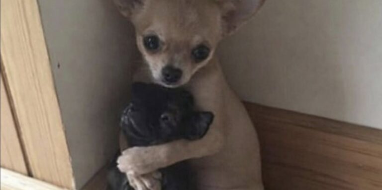 Un chihuahua impaurito trova conforto nel rifugio: adottato insieme al suo compagno I due cagnolini, diventati inseparabili durante la permanenza nel rifugio, hanno trovato casa grazie a un volontario. Era arrivato nella struttura impaurito, con il corpo scosso dai tremori e lo sguardo rivolto verso il pavimento. Il piccolo chihuahua aveva cercato riparo in un angolo del box, evitando qualsiasi contatto. Poco dopo, però, un altro cane di piccola taglia si è avvicinato e si è sdraiato accanto a lui. Da quel momento i due animali hanno iniziato a condividere ogni spazio, restando vicini durante il riposo e cercandosi ogni volta che venivano separati anche soltanto per pochi minuti. Il chihuahua e il compagno diventano inseparabili Gli operatori del rifugio hanno osservato il legame nato tra i due cani e hanno deciso di non interromperlo. Il chihuahua, inizialmente diffidente e spaventato, ha cominciato a mostrarsi più tranquillo proprio grazie alla presenza dell’altro animale. I due hanno continuato a dormire nello stesso angolo e ad affrontare insieme le giornate nella struttura. Una vicinanza diventata rapidamente un punto di riferimento, soprattutto per il cane arrivato in condizioni di maggiore fragilità. La decisione del rifugio sull’adozione Di fronte a un rapporto così stretto, la struttura ha scelto di cercare una famiglia disponibile ad accoglierli entrambi. L’adozione separata avrebbe infatti rischiato di provocare ulteriore stress ai due animali. La richiesta non era semplice: chi si fosse fatto avanti avrebbe dovuto assumersi la responsabilità di due cani e garantire loro lo stesso ambiente domestico. Un volontario li porta entrambi a casa La soluzione è arrivata dall’interno dello stesso rifugio. Un volontario, dopo aver seguito da vicino la loro storia, ha deciso di adottarli insieme. I due cagnolini hanno così lasciato la struttura nello stesso giorno e raggiunto la loro nuova casa senza essere separati. Per il chihuahua si è chiuso il periodo iniziato tra paura e isolamento; accanto a lui è rimasto il compagno che lo aveva aiutato ad ambientarsi fin dalle prime ore.