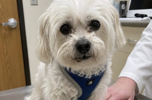 Il cane, rimasto senza la sua padrona, è stato accolto dalla veterinaria dopo il rifiuto dei familiari di occuparsene.
