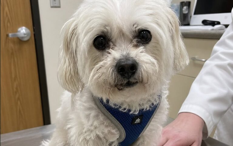 Il cane, rimasto senza la sua padrona, è stato accolto dalla veterinaria dopo il rifiuto dei familiari di occuparsene.