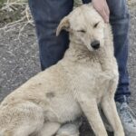Un cane randagio si avvicina durante la passeggiata e trova una nuova famiglia