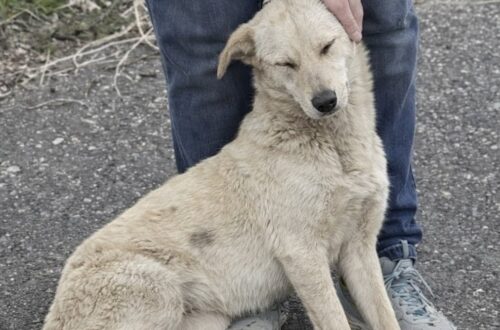 Un cane randagio si avvicina durante la passeggiata e trova una nuova famiglia L’animale, magro e impolverato, si è seduto accanto a una coppia che ha deciso di portarlo con sé e chiamarlo Lucky. Doveva essere una normale passeggiata serale, lungo il percorso abituale. Pochi minuti dopo, però, un cane randagio è comparso ai bordi della strada e ha iniziato ad avvicinarsi con prudenza. Aveva il pelo chiaro coperto di polvere, il corpo magro e un atteggiamento diffidente. Non abbaiava e non cercava di attirare l’attenzione. Seguiva la coppia a distanza, fermandosi ogni volta che percepiva un movimento improvviso. Dopo pochi passi, il cane si è avvicinato alle loro gambe e si è seduto. Il cane randagio si lascia avvicinare La coppia ha provato ad accarezzarlo con cautela. Al contatto della mano sulla testa, l’animale ha chiuso gli occhi ed è rimasto immobile. Il comportamento ha fatto pensare a un cane abituato a vivere all’aperto, ma ancora disposto a fidarsi delle persone. Gli è stata offerta dell’acqua e, per tutta la durata della sosta, non ha mostrato aggressività. Il randagio si è lasciato accarezzare e non ha cercato di allontanarsi. Al contrario, ha continuato a restare vicino ai due passanti, come se non volesse perdere quel contatto appena trovato. La decisione di portare Lucky a casa Al termine della passeggiata, la coppia ha deciso di non lasciarlo nuovamente sulla strada. Il cane è stato portato con loro e ha ricevuto il nome Lucky. La scelta è arrivata senza una vera preparazione. L’incontro casuale si è trasformato in un’adozione nata direttamente sul ciglio della strada. Per i nuovi proprietari, non sono stati loro a trovare il cane. È stato Lucky ad avvicinarsi e a scegliere di restare.