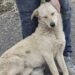 Un cane randagio si avvicina durante la passeggiata e trova una nuova famiglia L’animale, magro e impolverato, si è seduto accanto a una coppia che ha deciso di portarlo con sé e chiamarlo Lucky. Doveva essere una normale passeggiata serale, lungo il percorso abituale. Pochi minuti dopo, però, un cane randagio è comparso ai bordi della strada e ha iniziato ad avvicinarsi con prudenza. Aveva il pelo chiaro coperto di polvere, il corpo magro e un atteggiamento diffidente. Non abbaiava e non cercava di attirare l’attenzione. Seguiva la coppia a distanza, fermandosi ogni volta che percepiva un movimento improvviso. Dopo pochi passi, il cane si è avvicinato alle loro gambe e si è seduto. Il cane randagio si lascia avvicinare La coppia ha provato ad accarezzarlo con cautela. Al contatto della mano sulla testa, l’animale ha chiuso gli occhi ed è rimasto immobile. Il comportamento ha fatto pensare a un cane abituato a vivere all’aperto, ma ancora disposto a fidarsi delle persone. Gli è stata offerta dell’acqua e, per tutta la durata della sosta, non ha mostrato aggressività. Il randagio si è lasciato accarezzare e non ha cercato di allontanarsi. Al contrario, ha continuato a restare vicino ai due passanti, come se non volesse perdere quel contatto appena trovato. La decisione di portare Lucky a casa Al termine della passeggiata, la coppia ha deciso di non lasciarlo nuovamente sulla strada. Il cane è stato portato con loro e ha ricevuto il nome Lucky. La scelta è arrivata senza una vera preparazione. L’incontro casuale si è trasformato in un’adozione nata direttamente sul ciglio della strada. Per i nuovi proprietari, non sono stati loro a trovare il cane. È stato Lucky ad avvicinarsi e a scegliere di restare.