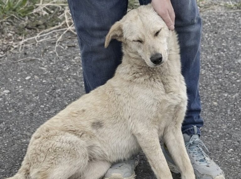 Un cane randagio si avvicina durante la passeggiata e trova una nuova famiglia L’animale, magro e impolverato, si è seduto accanto a una coppia che ha deciso di portarlo con sé e chiamarlo Lucky. Doveva essere una normale passeggiata serale, lungo il percorso abituale. Pochi minuti dopo, però, un cane randagio è comparso ai bordi della strada e ha iniziato ad avvicinarsi con prudenza. Aveva il pelo chiaro coperto di polvere, il corpo magro e un atteggiamento diffidente. Non abbaiava e non cercava di attirare l’attenzione. Seguiva la coppia a distanza, fermandosi ogni volta che percepiva un movimento improvviso. Dopo pochi passi, il cane si è avvicinato alle loro gambe e si è seduto. Il cane randagio si lascia avvicinare La coppia ha provato ad accarezzarlo con cautela. Al contatto della mano sulla testa, l’animale ha chiuso gli occhi ed è rimasto immobile. Il comportamento ha fatto pensare a un cane abituato a vivere all’aperto, ma ancora disposto a fidarsi delle persone. Gli è stata offerta dell’acqua e, per tutta la durata della sosta, non ha mostrato aggressività. Il randagio si è lasciato accarezzare e non ha cercato di allontanarsi. Al contrario, ha continuato a restare vicino ai due passanti, come se non volesse perdere quel contatto appena trovato. La decisione di portare Lucky a casa Al termine della passeggiata, la coppia ha deciso di non lasciarlo nuovamente sulla strada. Il cane è stato portato con loro e ha ricevuto il nome Lucky. La scelta è arrivata senza una vera preparazione. L’incontro casuale si è trasformato in un’adozione nata direttamente sul ciglio della strada. Per i nuovi proprietari, non sono stati loro a trovare il cane. È stato Lucky ad avvicinarsi e a scegliere di restare.