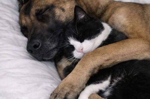 Il cane, descritto come complesso, ha sorpreso la nuova famiglia accogliendo con calma un gatto bianco e nero.