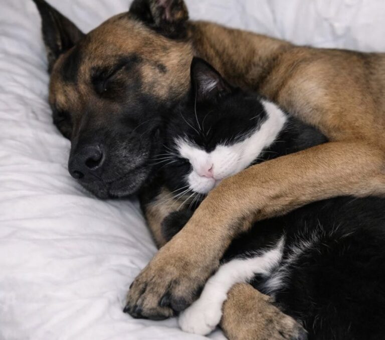 Il cane, descritto come complesso, ha sorpreso la nuova famiglia accogliendo con calma un gatto bianco e nero.