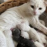 Plume trovata incinta tra le tombe, tre giorni dopo partorisce sei gattini