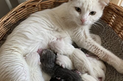 Plume trovata incinta tra le tombe, tre giorni dopo partorisce sei gattini La giovane gatta è stata soccorsa il 9 gennaio in un cimitero. Accolta in casa, ha dato alla luce sei cuccioli. Il 9 gennaio, tra due tombe di un cimitero, una donna ha trovato Plume, una gatta europea bianca di circa un anno, incinta e in evidente difficoltà. L’animale camminava lentamente tra le lapidi, con il ventre ormai vicino al terreno, il pelo sporco e le zampe bagnate. Le basse temperature rendevano ancora più precarie le sue condizioni. La donna era andata al cimitero per visitare la tomba del marito. Mentre si dirigeva verso l’uscita, ha notato la gatta vicino a un cipresso. Plume trovata incinta nel cimitero La giovane gatta procedeva con fatica, fermandosi dopo pochi passi per riprendere fiato. Miagolava debolmente e cercava un punto riparato tra le tombe. Quando la donna si è avvicinata, Plume ha inizialmente ritratto la testa. Poco dopo ha annusato la mano che le veniva tesa, senza provare a scappare. Il ventre molto pronunciato lasciava intuire che il parto fosse ormai vicino. Lasciarla all’aperto, con il freddo e senza un riparo, avrebbe comportato seri rischi per lei e per i cuccioli. La donna ha quindi deciso di portarla nella propria abitazione. Tre giorni vicino al termosifone In casa è stata preparata una cesta accanto al termosifone, con coperte e asciugamani. Durante i primi tre giorni, Plume si è allontanata raramente da quel punto. Mangiava velocemente e reagiva a ogni rumore, sollevando la testa e osservando l’ambiente circostante. Durante la notte cambiava spesso posizione, mentre il suo corpo si preparava al parto. La donna ha continuato a controllarla, temendo che potessero verificarsi complicazioni e cercando di garantirle un luogo tranquillo e caldo. La nascita dei sei gattini All’alba del terzo giorno sono iniziate le contrazioni. Plume si è sistemata in una scatola rivestita di asciugamani, accanto alla persona che l’aveva soccorsa. Nel corso del parto sono nati sei gattini. Dopo ogni nascita, la madre ha pulito i piccoli e li ha avvicinati al proprio ventre. Tutti i cuccioli sono apparsi vivi e vitali. Terminato il parto, i sette animali sono rimasti insieme nella sistemazione preparata all’interno dell’abitazione. Plume, trovata sola e prossima al parto in un cimitero, ha così potuto affrontare la nascita dei suoi piccoli al riparo dal freddo.