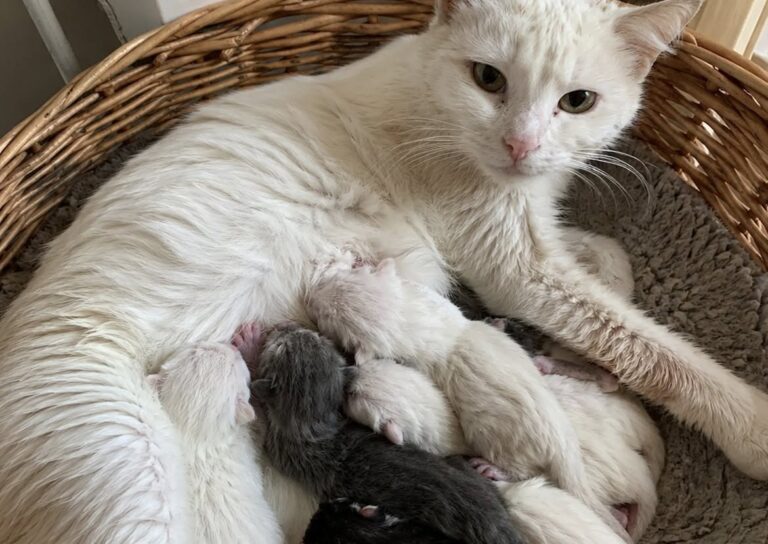 Plume trovata incinta tra le tombe, tre giorni dopo partorisce sei gattini La giovane gatta è stata soccorsa il 9 gennaio in un cimitero. Accolta in casa, ha dato alla luce sei cuccioli. Il 9 gennaio, tra due tombe di un cimitero, una donna ha trovato Plume, una gatta europea bianca di circa un anno, incinta e in evidente difficoltà. L’animale camminava lentamente tra le lapidi, con il ventre ormai vicino al terreno, il pelo sporco e le zampe bagnate. Le basse temperature rendevano ancora più precarie le sue condizioni. La donna era andata al cimitero per visitare la tomba del marito. Mentre si dirigeva verso l’uscita, ha notato la gatta vicino a un cipresso. Plume trovata incinta nel cimitero La giovane gatta procedeva con fatica, fermandosi dopo pochi passi per riprendere fiato. Miagolava debolmente e cercava un punto riparato tra le tombe. Quando la donna si è avvicinata, Plume ha inizialmente ritratto la testa. Poco dopo ha annusato la mano che le veniva tesa, senza provare a scappare. Il ventre molto pronunciato lasciava intuire che il parto fosse ormai vicino. Lasciarla all’aperto, con il freddo e senza un riparo, avrebbe comportato seri rischi per lei e per i cuccioli. La donna ha quindi deciso di portarla nella propria abitazione. Tre giorni vicino al termosifone In casa è stata preparata una cesta accanto al termosifone, con coperte e asciugamani. Durante i primi tre giorni, Plume si è allontanata raramente da quel punto. Mangiava velocemente e reagiva a ogni rumore, sollevando la testa e osservando l’ambiente circostante. Durante la notte cambiava spesso posizione, mentre il suo corpo si preparava al parto. La donna ha continuato a controllarla, temendo che potessero verificarsi complicazioni e cercando di garantirle un luogo tranquillo e caldo. La nascita dei sei gattini All’alba del terzo giorno sono iniziate le contrazioni. Plume si è sistemata in una scatola rivestita di asciugamani, accanto alla persona che l’aveva soccorsa. Nel corso del parto sono nati sei gattini. Dopo ogni nascita, la madre ha pulito i piccoli e li ha avvicinati al proprio ventre. Tutti i cuccioli sono apparsi vivi e vitali. Terminato il parto, i sette animali sono rimasti insieme nella sistemazione preparata all’interno dell’abitazione. Plume, trovata sola e prossima al parto in un cimitero, ha così potuto affrontare la nascita dei suoi piccoli al riparo dal freddo.