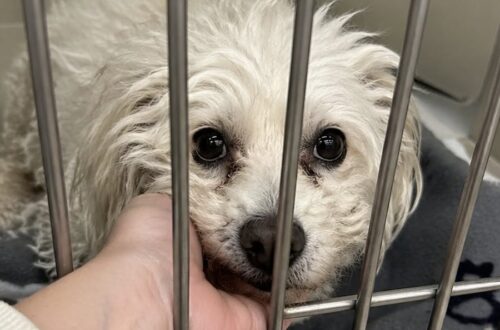 Oscar abbandonato dopo il divorzio, adottato tre mesi dopo da una volontaria Il Bichon havanese di dodici anni era rimasto nel rifugio dopo la separazione dei proprietari. Una donna ha deciso di portarlo a casa. Oscar era stato lasciato al rifugio il giorno del divorzio dei suoi proprietari. Al momento della consegna, la coppia avrebbe pronunciato una frase rimasta impressa agli operatori della struttura: “Non lo vuole nessuno.” Tre mesi dopo, il Bichon havanese di dodici anni era ancora nel suo box, senza richieste di adozione e con evidenti segni di stress. Oscar abbandonato dopo la separazione dei proprietari Nel rifugio, il cane trascorreva gran parte del tempo rannicchiato in fondo alla gabbia. Non si avvicinava alla porta e reagiva poco alla presenza delle persone. Il pelo bianco era caduto in più punti, lasciando scoperta parte della pelle. Secondo quanto osservato dai volontari, il deterioramento delle sue condizioni era legato soprattutto alla permanenza prolungata nella struttura e al distacco improvviso dalla famiglia. Nonostante l’età e la diffidenza, Oscar manteneva un comportamento docile. Non abbaiava e non cercava il contatto, ma seguiva con lo sguardo i movimenti davanti al box. La donna arrivata per consegnare alcune coperte La persona che lo ha adottato non era entrata nel rifugio con l’intenzione di prendere un cane. Era arrivata soltanto per consegnare delle coperte destinate agli animali ospitati nella struttura. Anche lei aveva affrontato una separazione e conosceva il disorientamento provocato dalla fine improvvisa di una vita condivisa. Quando si è fermata davanti alla grata e ha pronunciato il suo nome, Oscar ha mosso le orecchie e si è avvicinato lentamente. Il cane ha poi appoggiato il muso contro la sua mano. Quel contatto ha convinto la donna ad avviare subito le procedure per l’adozione. La prima notte nella nuova casa Oscar ha lasciato il rifugio nello stesso giorno. Una volta arrivato nell’appartamento, si è sistemato accanto alla nuova proprietaria e ha dormito contro le sue gambe. Durante la notte non ha mostrato i tremori che avevano accompagnato gli ultimi mesi nel box. Per il cane anziano, rimasto senza famiglia dopo il divorzio dei proprietari, è così iniziata una nuova sistemazione domestica.