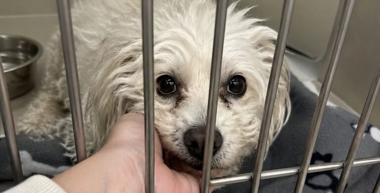 Oscar abbandonato dopo il divorzio, adottato tre mesi dopo da una volontaria Il Bichon havanese di dodici anni era rimasto nel rifugio dopo la separazione dei proprietari. Una donna ha deciso di portarlo a casa. Oscar era stato lasciato al rifugio il giorno del divorzio dei suoi proprietari. Al momento della consegna, la coppia avrebbe pronunciato una frase rimasta impressa agli operatori della struttura: “Non lo vuole nessuno.” Tre mesi dopo, il Bichon havanese di dodici anni era ancora nel suo box, senza richieste di adozione e con evidenti segni di stress. Oscar abbandonato dopo la separazione dei proprietari Nel rifugio, il cane trascorreva gran parte del tempo rannicchiato in fondo alla gabbia. Non si avvicinava alla porta e reagiva poco alla presenza delle persone. Il pelo bianco era caduto in più punti, lasciando scoperta parte della pelle. Secondo quanto osservato dai volontari, il deterioramento delle sue condizioni era legato soprattutto alla permanenza prolungata nella struttura e al distacco improvviso dalla famiglia. Nonostante l’età e la diffidenza, Oscar manteneva un comportamento docile. Non abbaiava e non cercava il contatto, ma seguiva con lo sguardo i movimenti davanti al box. La donna arrivata per consegnare alcune coperte La persona che lo ha adottato non era entrata nel rifugio con l’intenzione di prendere un cane. Era arrivata soltanto per consegnare delle coperte destinate agli animali ospitati nella struttura. Anche lei aveva affrontato una separazione e conosceva il disorientamento provocato dalla fine improvvisa di una vita condivisa. Quando si è fermata davanti alla grata e ha pronunciato il suo nome, Oscar ha mosso le orecchie e si è avvicinato lentamente. Il cane ha poi appoggiato il muso contro la sua mano. Quel contatto ha convinto la donna ad avviare subito le procedure per l’adozione. La prima notte nella nuova casa Oscar ha lasciato il rifugio nello stesso giorno. Una volta arrivato nell’appartamento, si è sistemato accanto alla nuova proprietaria e ha dormito contro le sue gambe. Durante la notte non ha mostrato i tremori che avevano accompagnato gli ultimi mesi nel box. Per il cane anziano, rimasto senza famiglia dopo il divorzio dei proprietari, è così iniziata una nuova sistemazione domestica.