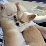 Vanno al rifugio per adottare un chihuahua, tornano a casa con due fratellini