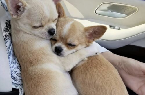 I due cuccioli avevano perso la madre in un incidente e non riuscivano a separarsi. La coppia ha deciso di adottarli entrambi.