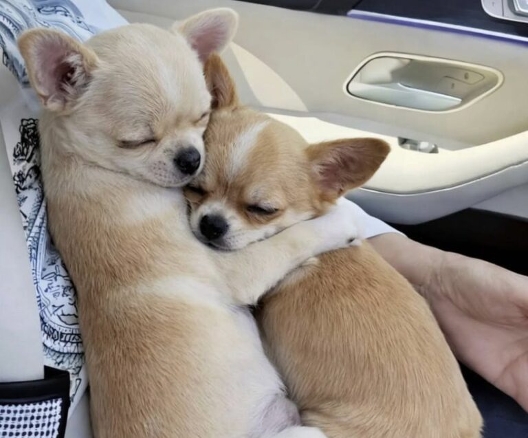 I due cuccioli avevano perso la madre in un incidente e non riuscivano a separarsi. La coppia ha deciso di adottarli entrambi.