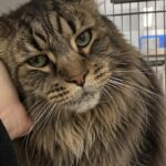Troppo vecchio e ingombrante per molti, Merlin viene finalmente adottato