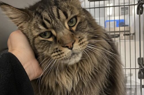 Il Maine Coon, anziano e affetto da artrosi, era stato escluso più volte per l’età e le dimensioni.