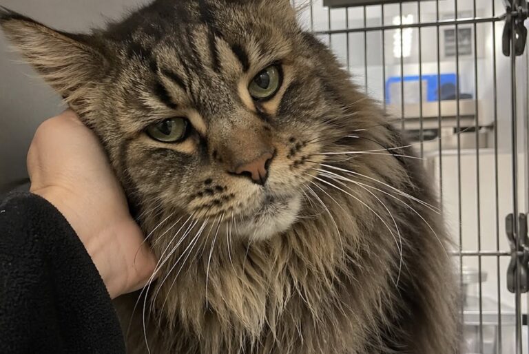 Il Maine Coon, anziano e affetto da artrosi, era stato escluso più volte per l’età e le dimensioni.