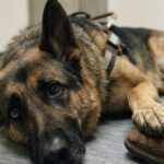Bruno crolla in clinica, l’assicurazione nega le cure al cane guida