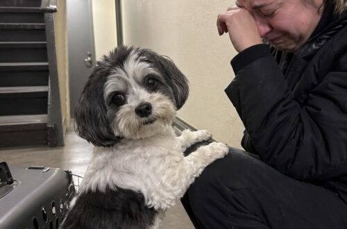 Praliné resta senza il padrone, il vicino che protestava decide di adottarlo Il Bichon havanais di undici anni rischiava di restare senza casa. A prenderlo con sé è stato il vicino che per anni si era lamentato. Per otto anni il vicino del piano di sotto aveva protestato per gli abbai di Praliné. Quella sera, però, si è presentato davanti alla porta con un trasportino e una proposta inattesa. Il Bichon havanais di undici anni era seduto nel corridoio accanto al proprietario, pronto a trasferirsi il giorno seguente in una casa di riposo. Gli scatoloni erano già stati chiusi, ma per il cane non era ancora stata trovata una sistemazione definitiva. L’uomo del piano inferiore ha osservato prima Praliné, poi il suo padrone. “Datelo a me. Me ne occupo io.” Praliné rischia di restare senza casa Il trasferimento nella struttura per anziani avrebbe separato il cane dal proprietario dopo anni trascorsi insieme. Le condizioni del Bichon havanais richiedevano inoltre una certa attenzione: aveva bisogno delle sue medicine, delle abitudini quotidiane e di una persona disposta a seguirlo. Nel corridoio, Praliné si è avvicinato al trasportino e lo ha annusato. Poi ha guardato il vicino, lo stesso uomo che per anni aveva criticato il rumore proveniente dall’appartamento superiore. Il proprietario si è seduto su un gradino e ha iniziato a piangere. Il cane gli ha appoggiato lentamente le zampe sulle ginocchia, restando vicino a lui durante l’ultimo momento trascorso insieme. Il vicino prende con sé cuccia e medicine L’uomo ha aspettato senza interrompere il saluto. Subito dopo ha raccolto la cuccia, il guinzaglio e i medicinali di Praliné, preparandosi ad accoglierlo nel proprio appartamento. Il cane lo ha seguito con esitazione, voltandosi più volte verso il vecchio padrone prima di scendere al piano inferiore. La soluzione ha evitato un trasferimento in un rifugio o l’affidamento a persone sconosciute. Praliné è rimasto nello stesso palazzo, vicino ai luoghi e agli odori che conosceva. La nuova vita al piano di sotto Oggi il cane vive con il vicino. Continua talvolta ad abbaiare, proprio come accadeva prima del trasferimento. L’uomo, però, non protesta più. Quando sente Praliné, gli risponde: “Lo so, vecchio mio, lo so.” Il rapporto nato in un momento di emergenza ha trasformato una convivenza difficile in una nuova forma di cura. Il vicino che per anni aveva considerato il cane una fonte di disturbo è diventato la persona che gli ha permesso di restare in un ambiente familiare.