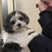Praliné resta senza il padrone, il vicino che protestava decide di adottarlo Il Bichon havanais di undici anni rischiava di restare senza casa. A prenderlo con sé è stato il vicino che per anni si era lamentato. Per otto anni il vicino del piano di sotto aveva protestato per gli abbai di Praliné. Quella sera, però, si è presentato davanti alla porta con un trasportino e una proposta inattesa. Il Bichon havanais di undici anni era seduto nel corridoio accanto al proprietario, pronto a trasferirsi il giorno seguente in una casa di riposo. Gli scatoloni erano già stati chiusi, ma per il cane non era ancora stata trovata una sistemazione definitiva. L’uomo del piano inferiore ha osservato prima Praliné, poi il suo padrone. “Datelo a me. Me ne occupo io.” Praliné rischia di restare senza casa Il trasferimento nella struttura per anziani avrebbe separato il cane dal proprietario dopo anni trascorsi insieme. Le condizioni del Bichon havanais richiedevano inoltre una certa attenzione: aveva bisogno delle sue medicine, delle abitudini quotidiane e di una persona disposta a seguirlo. Nel corridoio, Praliné si è avvicinato al trasportino e lo ha annusato. Poi ha guardato il vicino, lo stesso uomo che per anni aveva criticato il rumore proveniente dall’appartamento superiore. Il proprietario si è seduto su un gradino e ha iniziato a piangere. Il cane gli ha appoggiato lentamente le zampe sulle ginocchia, restando vicino a lui durante l’ultimo momento trascorso insieme. Il vicino prende con sé cuccia e medicine L’uomo ha aspettato senza interrompere il saluto. Subito dopo ha raccolto la cuccia, il guinzaglio e i medicinali di Praliné, preparandosi ad accoglierlo nel proprio appartamento. Il cane lo ha seguito con esitazione, voltandosi più volte verso il vecchio padrone prima di scendere al piano inferiore. La soluzione ha evitato un trasferimento in un rifugio o l’affidamento a persone sconosciute. Praliné è rimasto nello stesso palazzo, vicino ai luoghi e agli odori che conosceva. La nuova vita al piano di sotto Oggi il cane vive con il vicino. Continua talvolta ad abbaiare, proprio come accadeva prima del trasferimento. L’uomo, però, non protesta più. Quando sente Praliné, gli risponde: “Lo so, vecchio mio, lo so.” Il rapporto nato in un momento di emergenza ha trasformato una convivenza difficile in una nuova forma di cura. Il vicino che per anni aveva considerato il cane una fonte di disturbo è diventato la persona che gli ha permesso di restare in un ambiente familiare.
