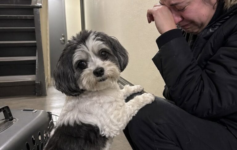 Praliné resta senza il padrone, il vicino che protestava decide di adottarlo Il Bichon havanais di undici anni rischiava di restare senza casa. A prenderlo con sé è stato il vicino che per anni si era lamentato. Per otto anni il vicino del piano di sotto aveva protestato per gli abbai di Praliné. Quella sera, però, si è presentato davanti alla porta con un trasportino e una proposta inattesa. Il Bichon havanais di undici anni era seduto nel corridoio accanto al proprietario, pronto a trasferirsi il giorno seguente in una casa di riposo. Gli scatoloni erano già stati chiusi, ma per il cane non era ancora stata trovata una sistemazione definitiva. L’uomo del piano inferiore ha osservato prima Praliné, poi il suo padrone. “Datelo a me. Me ne occupo io.” Praliné rischia di restare senza casa Il trasferimento nella struttura per anziani avrebbe separato il cane dal proprietario dopo anni trascorsi insieme. Le condizioni del Bichon havanais richiedevano inoltre una certa attenzione: aveva bisogno delle sue medicine, delle abitudini quotidiane e di una persona disposta a seguirlo. Nel corridoio, Praliné si è avvicinato al trasportino e lo ha annusato. Poi ha guardato il vicino, lo stesso uomo che per anni aveva criticato il rumore proveniente dall’appartamento superiore. Il proprietario si è seduto su un gradino e ha iniziato a piangere. Il cane gli ha appoggiato lentamente le zampe sulle ginocchia, restando vicino a lui durante l’ultimo momento trascorso insieme. Il vicino prende con sé cuccia e medicine L’uomo ha aspettato senza interrompere il saluto. Subito dopo ha raccolto la cuccia, il guinzaglio e i medicinali di Praliné, preparandosi ad accoglierlo nel proprio appartamento. Il cane lo ha seguito con esitazione, voltandosi più volte verso il vecchio padrone prima di scendere al piano inferiore. La soluzione ha evitato un trasferimento in un rifugio o l’affidamento a persone sconosciute. Praliné è rimasto nello stesso palazzo, vicino ai luoghi e agli odori che conosceva. La nuova vita al piano di sotto Oggi il cane vive con il vicino. Continua talvolta ad abbaiare, proprio come accadeva prima del trasferimento. L’uomo, però, non protesta più. Quando sente Praliné, gli risponde: “Lo so, vecchio mio, lo so.” Il rapporto nato in un momento di emergenza ha trasformato una convivenza difficile in una nuova forma di cura. Il vicino che per anni aveva considerato il cane una fonte di disturbo è diventato la persona che gli ha permesso di restare in un ambiente familiare.