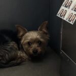 Brioche trovato nel Photomaton della stazione, quattro foto raccontano la sua attesa
