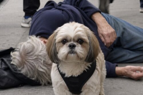 Pétard protegge il padrone durante gli attacchi di narcolessia: oltre 40 episodi ripresi La GoPro ha documentato per quattro anni il comportamento dello Shih Tzu, che si ferma accanto all’uomo e richiama l’attenzione dei passanti. Più di quaranta episodi, tutti simili tra loro. Il padrone di Pétard, affetto da narcolessia, perde improvvisamente il controllo del corpo e si addormenta in luoghi pubblici. Il cane, uno Shih Tzu di otto anni, torna immediatamente indietro e si dispone davanti a lui. Le immagini registrate con una GoPro mostrano il comportamento dell’animale su marciapiedi, binari, attraversamenti pedonali e file d’attesa. Quando l’uomo cede, Pétard interrompe il cammino e cerca di creare uno spazio di sicurezza attorno al suo corpo. Pétard interviene durante gli episodi di narcolessia Nei filmati si vede la pettorina del cane cambiare direzione di colpo. Pétard si volta, raggiunge il padrone e si sistema davanti a lui, osservando con attenzione chi passa nelle vicinanze. Non mostra aggressività e non tenta di mordere. Il suo comportamento sembra invece diretto a richiamare l’attenzione, soprattutto quando il flusso dei pedoni rischia di mettere l’uomo in pericolo. In alcuni episodi il cane si interpone tra una scarpa e la mano del proprietario. In altri sposta con il muso una borsa che potrebbe colpirlo al volto. Quando non c’è un pericolo immediato, resta fermo vicino a lui fino al risveglio o all’arrivo di qualcuno. Oltre quaranta scene registrate in quattro anni Le telecamere hanno documentato il comportamento dello Shih Tzu nell’arco di quattro anni. La raccolta comprende cadute improvvise, attese e numerosi tentativi del cane di attirare lo sguardo degli sconosciuti. La sequenza dei filmati ha ottenuto una vasta diffusione, ma per la famiglia rappresenta soprattutto la prova della costanza con cui Pétard assiste il suo padrone. Il cane ha imparato a riconoscere l’inizio degli episodi e a modificare immediatamente il proprio comportamento, evitando di proseguire il cammino da solo. Una presenza costante nei momenti di maggiore rischio La narcolessia può provocare episodi improvvisi anche in luoghi affollati o poco sicuri. In quei momenti, la presenza di Pétard riduce il rischio che il proprietario venga urtato o calpestato. Il cane resta accanto all’uomo senza allontanarsi, trasformandosi in un punto di riferimento per chi assiste alla scena. Il suo intervento non sostituisce l’assistenza medica, ma offre una protezione immediata durante i secondi più delicati.