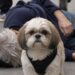 Pétard protegge il padrone durante gli attacchi di narcolessia: oltre 40 episodi ripresi La GoPro ha documentato per quattro anni il comportamento dello Shih Tzu, che si ferma accanto all’uomo e richiama l’attenzione dei passanti. Più di quaranta episodi, tutti simili tra loro. Il padrone di Pétard, affetto da narcolessia, perde improvvisamente il controllo del corpo e si addormenta in luoghi pubblici. Il cane, uno Shih Tzu di otto anni, torna immediatamente indietro e si dispone davanti a lui. Le immagini registrate con una GoPro mostrano il comportamento dell’animale su marciapiedi, binari, attraversamenti pedonali e file d’attesa. Quando l’uomo cede, Pétard interrompe il cammino e cerca di creare uno spazio di sicurezza attorno al suo corpo. Pétard interviene durante gli episodi di narcolessia Nei filmati si vede la pettorina del cane cambiare direzione di colpo. Pétard si volta, raggiunge il padrone e si sistema davanti a lui, osservando con attenzione chi passa nelle vicinanze. Non mostra aggressività e non tenta di mordere. Il suo comportamento sembra invece diretto a richiamare l’attenzione, soprattutto quando il flusso dei pedoni rischia di mettere l’uomo in pericolo. In alcuni episodi il cane si interpone tra una scarpa e la mano del proprietario. In altri sposta con il muso una borsa che potrebbe colpirlo al volto. Quando non c’è un pericolo immediato, resta fermo vicino a lui fino al risveglio o all’arrivo di qualcuno. Oltre quaranta scene registrate in quattro anni Le telecamere hanno documentato il comportamento dello Shih Tzu nell’arco di quattro anni. La raccolta comprende cadute improvvise, attese e numerosi tentativi del cane di attirare lo sguardo degli sconosciuti. La sequenza dei filmati ha ottenuto una vasta diffusione, ma per la famiglia rappresenta soprattutto la prova della costanza con cui Pétard assiste il suo padrone. Il cane ha imparato a riconoscere l’inizio degli episodi e a modificare immediatamente il proprio comportamento, evitando di proseguire il cammino da solo. Una presenza costante nei momenti di maggiore rischio La narcolessia può provocare episodi improvvisi anche in luoghi affollati o poco sicuri. In quei momenti, la presenza di Pétard riduce il rischio che il proprietario venga urtato o calpestato. Il cane resta accanto all’uomo senza allontanarsi, trasformandosi in un punto di riferimento per chi assiste alla scena. Il suo intervento non sostituisce l’assistenza medica, ma offre una protezione immediata durante i secondi più delicati.