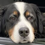 Tango adottato a tredici anni dopo otto mesi trascorsi nel rifugio