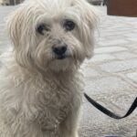Pompon abbandonato davanti a Notre-Dame, trovato dopo undici ore di attesa