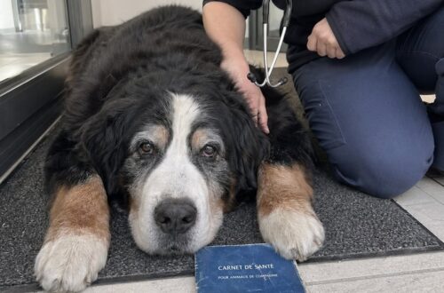 Un Bovaro del Bernese di 11 anni rischiava di restare senza famiglia. La veterinaria che lo curava da tempo ha deciso di adottarlo.