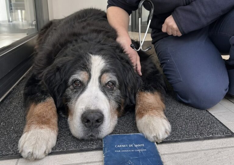 Un Bovaro del Bernese di 11 anni rischiava di restare senza famiglia. La veterinaria che lo curava da tempo ha deciso di adottarlo.