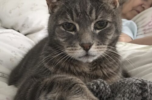 ctave resta accanto alla padrona morta e non abbandona il suo lavoro a maglia Il gatto di 12 anni ha vegliato per tre giorni accanto alla donna, cercando il suo odore tra la lana rimasta sulle ginocchia. Il lavoro a maglia era ancora appoggiato sulle ginocchia della donna. I ferri infilati nella lana, una parte appena iniziata e nessuna possibilità di portarla a termine. Accanto a lei, sul cuscino, c’era Octave. Il gatto europeo di 12 anni era rimasto nell’appartamento per tre giorni, senza allontanarsi dalla sua padrona. Quando gli operatori delle pompe funebri sono entrati, poco dopo le 11, lo hanno trovato sdraiato vicino al suo viso, immobile in una casa con le persiane socchiuse e l’aria ferma. Il pelo grigio tigrato appariva opaco. Octave era stanco, ma non mostrava alcuna intenzione di lasciare quel punto del letto. Octave veglia la padrona per tre giorni L’operatrice che ha raccontato l’episodio conosce bene il silenzio delle abitazioni in cui una persona è morta da sola. Gli oggetti restano al loro posto, i mobili conservano le abitudini quotidiane e ogni stanza sembra aspettare un ritorno che non avverrà. Quella mattina, però, la presenza del gatto rendeva la scena diversa. Quando gli addetti si sono avvicinati, Octave ha sollevato la testa. Non ha tentato di fuggire e non ha reagito con aggressività. Il suo sguardo si spostava continuamente dalle persone appena entrate alla donna, per poi fermarsi sul lavoro a maglia rimasto sulle sue gambe. Poco dopo è sceso dal letto e ha raggiunto la lana. Ha infilato il muso tra le maglie e ha chiuso gli occhi, continuando ad annusare a lungo. Il gesto ha colpito l’operatrice, che si è accovacciata accanto a lui senza cercare di spostarlo. Per il gatto, quell’oggetto conservava ancora un odore familiare, legato alla persona con cui aveva condiviso gli anni precedenti. Il gatto cerca il suo odore nella lana Octave è rimasto con il muso appoggiato sul lavoro incompiuto. Solo dopo alcuni minuti si è avvicinato alla mano della donna presente nella stanza, lasciandosi accarezzare con cautela. Il suo corpo tremava. Non era possibile stabilire quanto avesse mangiato o bevuto nei tre giorni trascorsi all’interno dell’appartamento. Il suo comportamento, tuttavia, mostrava un forte attaccamento al luogo in cui si trovava la padrona e agli oggetti che ne conservavano l’odore. Quando è arrivato il momento di lasciare l’abitazione, Octave è tornato verso il cuscino. Ha appoggiato una zampa sulla stoffa e si è voltato ancora una volta verso la lana. A quel punto l’operatrice ha chiesto che il lavoro a maglia potesse essere portato via insieme al gatto. La lana sistemata nel trasportino Il tessuto incompiuto è stato adagiato sul fondo del trasportino. Octave si è sistemato immediatamente sopra, appoggiando il mento sulle maglie e restando in silenzio durante il trasferimento. Quel gomitolo e i ferri rappresentavano uno degli ultimi oggetti toccati dalla donna. Per il gatto erano anche un riferimento familiare in un momento in cui l’ambiente, gli odori e le persone intorno a lui stavano cambiando. La vicenda richiama l’attenzione anche sulla sorte degli animali che restano soli dopo la morte del proprietario. In assenza di familiari o disposizioni precise, cani e gatti possono essere affidati temporaneamente a strutture, associazioni o persone disponibili a occuparsene. Per Octave, il primo passaggio fuori dall’appartamento è avvenuto insieme a quel lavoro a maglia rimasto incompiuto. Il gatto lo ha conservato nel trasportino, sdraiandosi sulla lana che per tre giorni aveva continuato ad annusare accanto alla sua padrona.