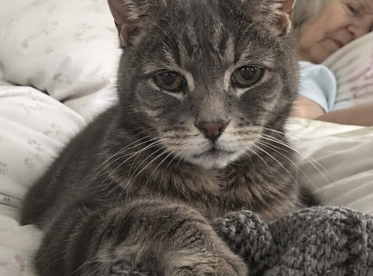ctave resta accanto alla padrona morta e non abbandona il suo lavoro a maglia Il gatto di 12 anni ha vegliato per tre giorni accanto alla donna, cercando il suo odore tra la lana rimasta sulle ginocchia. Il lavoro a maglia era ancora appoggiato sulle ginocchia della donna. I ferri infilati nella lana, una parte appena iniziata e nessuna possibilità di portarla a termine. Accanto a lei, sul cuscino, c’era Octave. Il gatto europeo di 12 anni era rimasto nell’appartamento per tre giorni, senza allontanarsi dalla sua padrona. Quando gli operatori delle pompe funebri sono entrati, poco dopo le 11, lo hanno trovato sdraiato vicino al suo viso, immobile in una casa con le persiane socchiuse e l’aria ferma. Il pelo grigio tigrato appariva opaco. Octave era stanco, ma non mostrava alcuna intenzione di lasciare quel punto del letto. Octave veglia la padrona per tre giorni L’operatrice che ha raccontato l’episodio conosce bene il silenzio delle abitazioni in cui una persona è morta da sola. Gli oggetti restano al loro posto, i mobili conservano le abitudini quotidiane e ogni stanza sembra aspettare un ritorno che non avverrà. Quella mattina, però, la presenza del gatto rendeva la scena diversa. Quando gli addetti si sono avvicinati, Octave ha sollevato la testa. Non ha tentato di fuggire e non ha reagito con aggressività. Il suo sguardo si spostava continuamente dalle persone appena entrate alla donna, per poi fermarsi sul lavoro a maglia rimasto sulle sue gambe. Poco dopo è sceso dal letto e ha raggiunto la lana. Ha infilato il muso tra le maglie e ha chiuso gli occhi, continuando ad annusare a lungo. Il gesto ha colpito l’operatrice, che si è accovacciata accanto a lui senza cercare di spostarlo. Per il gatto, quell’oggetto conservava ancora un odore familiare, legato alla persona con cui aveva condiviso gli anni precedenti. Il gatto cerca il suo odore nella lana Octave è rimasto con il muso appoggiato sul lavoro incompiuto. Solo dopo alcuni minuti si è avvicinato alla mano della donna presente nella stanza, lasciandosi accarezzare con cautela. Il suo corpo tremava. Non era possibile stabilire quanto avesse mangiato o bevuto nei tre giorni trascorsi all’interno dell’appartamento. Il suo comportamento, tuttavia, mostrava un forte attaccamento al luogo in cui si trovava la padrona e agli oggetti che ne conservavano l’odore. Quando è arrivato il momento di lasciare l’abitazione, Octave è tornato verso il cuscino. Ha appoggiato una zampa sulla stoffa e si è voltato ancora una volta verso la lana. A quel punto l’operatrice ha chiesto che il lavoro a maglia potesse essere portato via insieme al gatto. La lana sistemata nel trasportino Il tessuto incompiuto è stato adagiato sul fondo del trasportino. Octave si è sistemato immediatamente sopra, appoggiando il mento sulle maglie e restando in silenzio durante il trasferimento. Quel gomitolo e i ferri rappresentavano uno degli ultimi oggetti toccati dalla donna. Per il gatto erano anche un riferimento familiare in un momento in cui l’ambiente, gli odori e le persone intorno a lui stavano cambiando. La vicenda richiama l’attenzione anche sulla sorte degli animali che restano soli dopo la morte del proprietario. In assenza di familiari o disposizioni precise, cani e gatti possono essere affidati temporaneamente a strutture, associazioni o persone disponibili a occuparsene. Per Octave, il primo passaggio fuori dall’appartamento è avvenuto insieme a quel lavoro a maglia rimasto incompiuto. Il gatto lo ha conservato nel trasportino, sdraiandosi sulla lana che per tre giorni aveva continuato ad annusare accanto alla sua padrona.