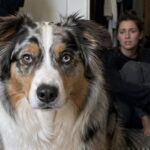 Oggetti rubati nascosti tra le lenzuola, il cane attira l’attenzione della Polizia