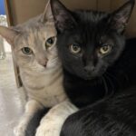Luna e Onyx rischiano di essere separati, una donna decide di adottarli insieme
