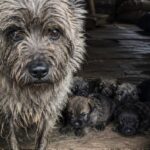 Caprice trovata chiusa con sei cuccioli in una capanna nella foresta di Compiègne